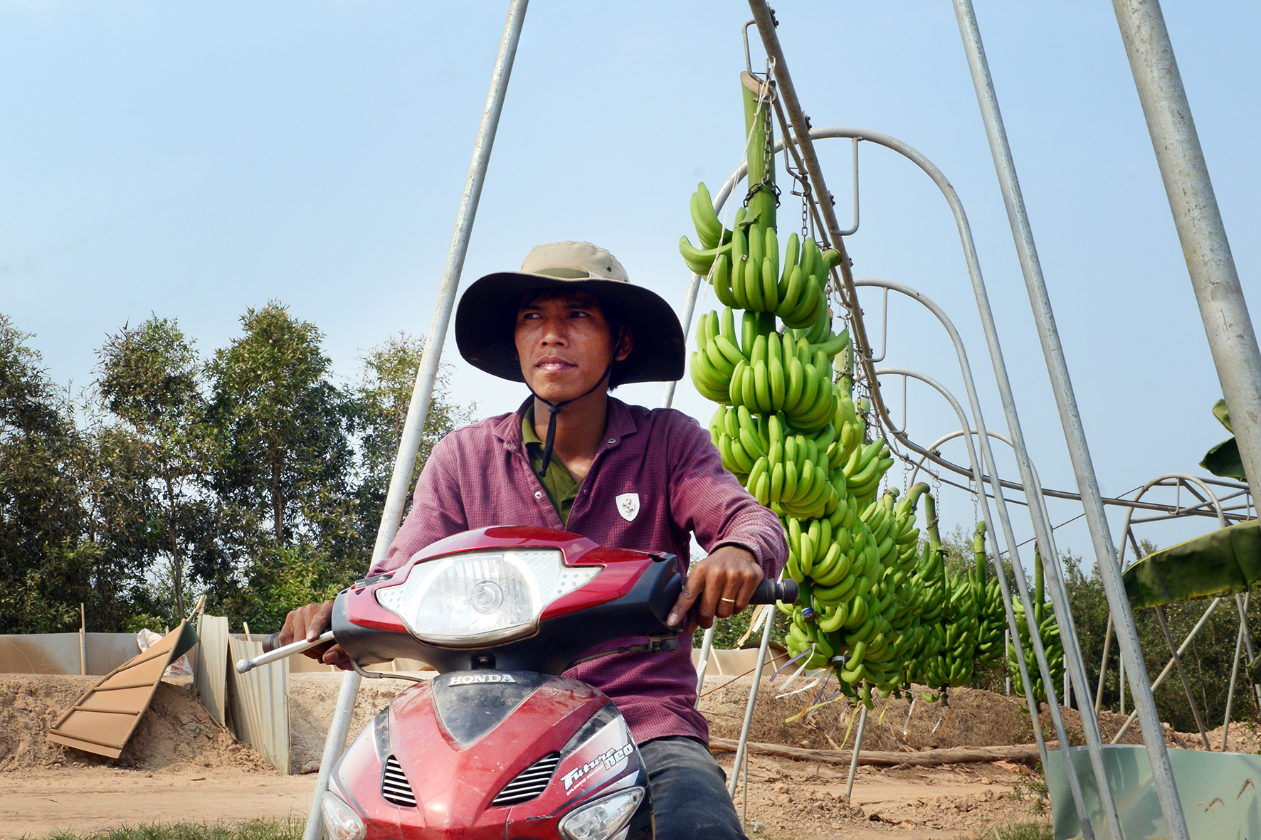 Cận cảnh vườn chuối triệu đô của 'vua chuối' Út Huy ở Tây Ninh sắp bị thi hành án - Ảnh 3.