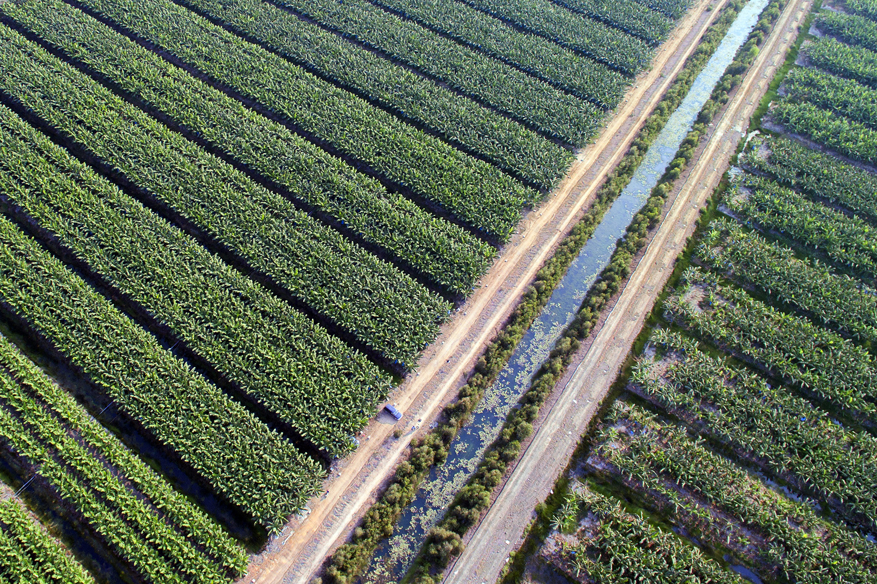 vườn chuối - Ảnh 1.