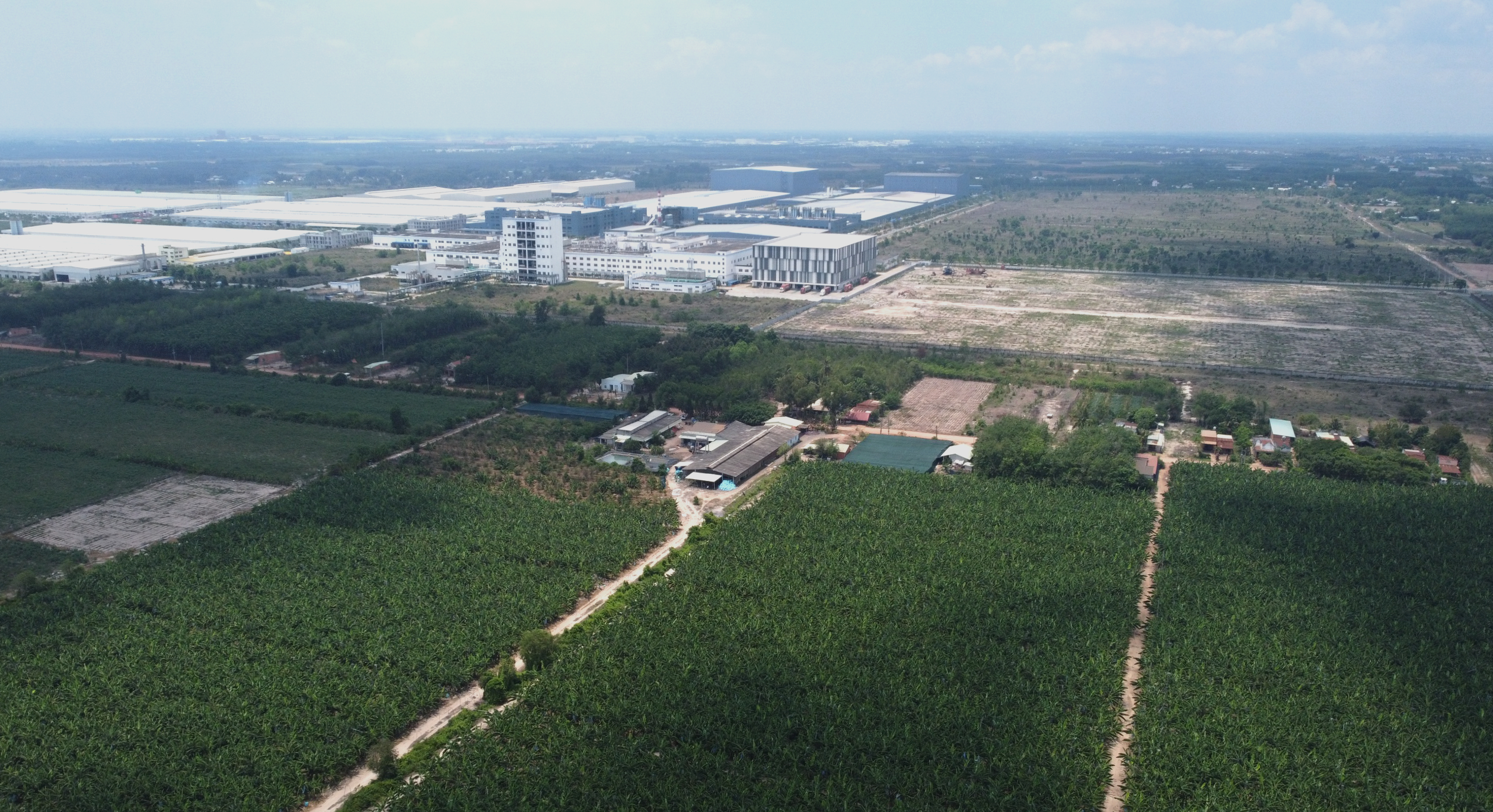 Cận cảnh vườn chuối triệu đô của 'vua chuối' Út Huy ở Tây Ninh sắp bị thi hành án - Ảnh 9.