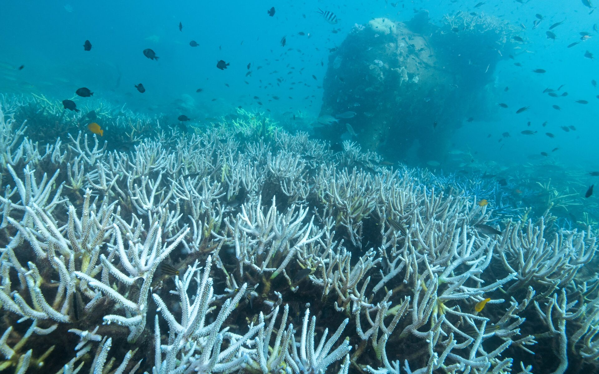 Great Barrier Reef suffers most widespread bleaching on record- Ảnh 3.