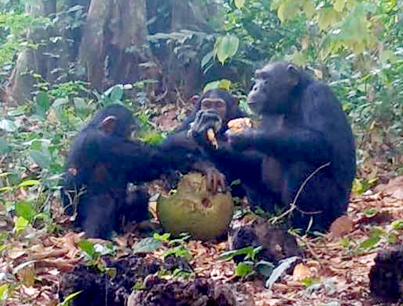 Phát hiện tinh tinh cũng 'nhậu nhẹt' để kết thân - Ảnh 1.