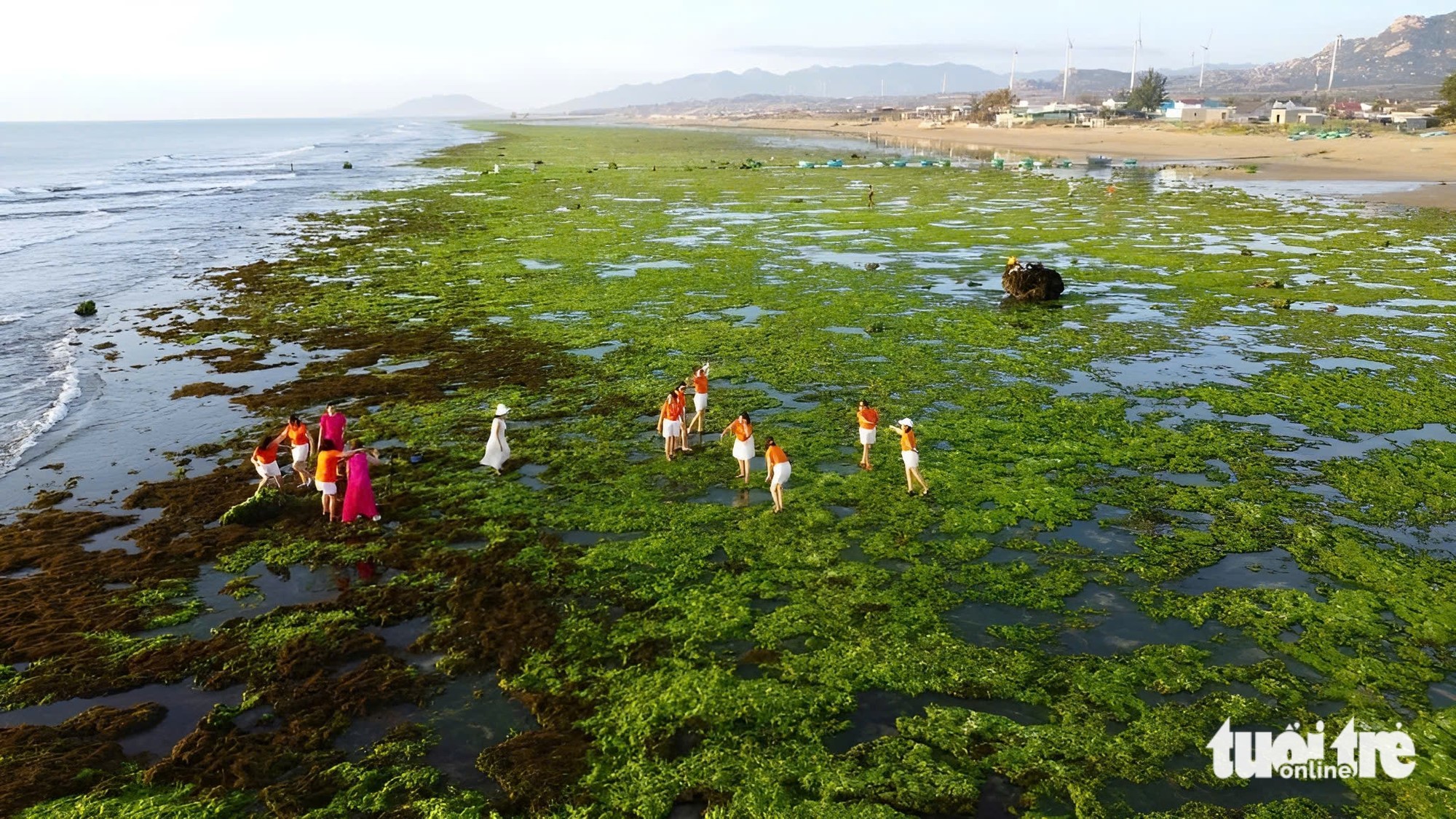 bãi rêu - Ảnh 3.