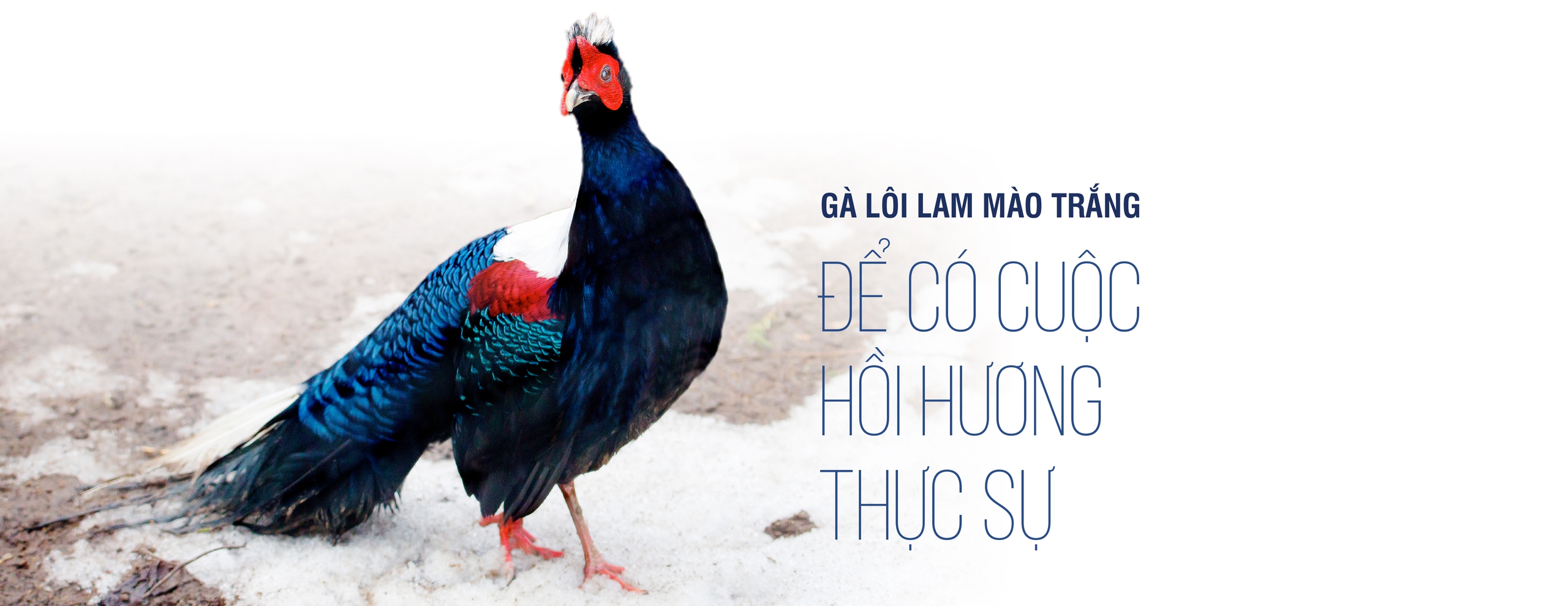 Từ Bỉ, Gà lôi lam mào trắng Việt Nam hồi cố hương - Ảnh 16. gà lôi lam mào trắng - Ảnh 16.