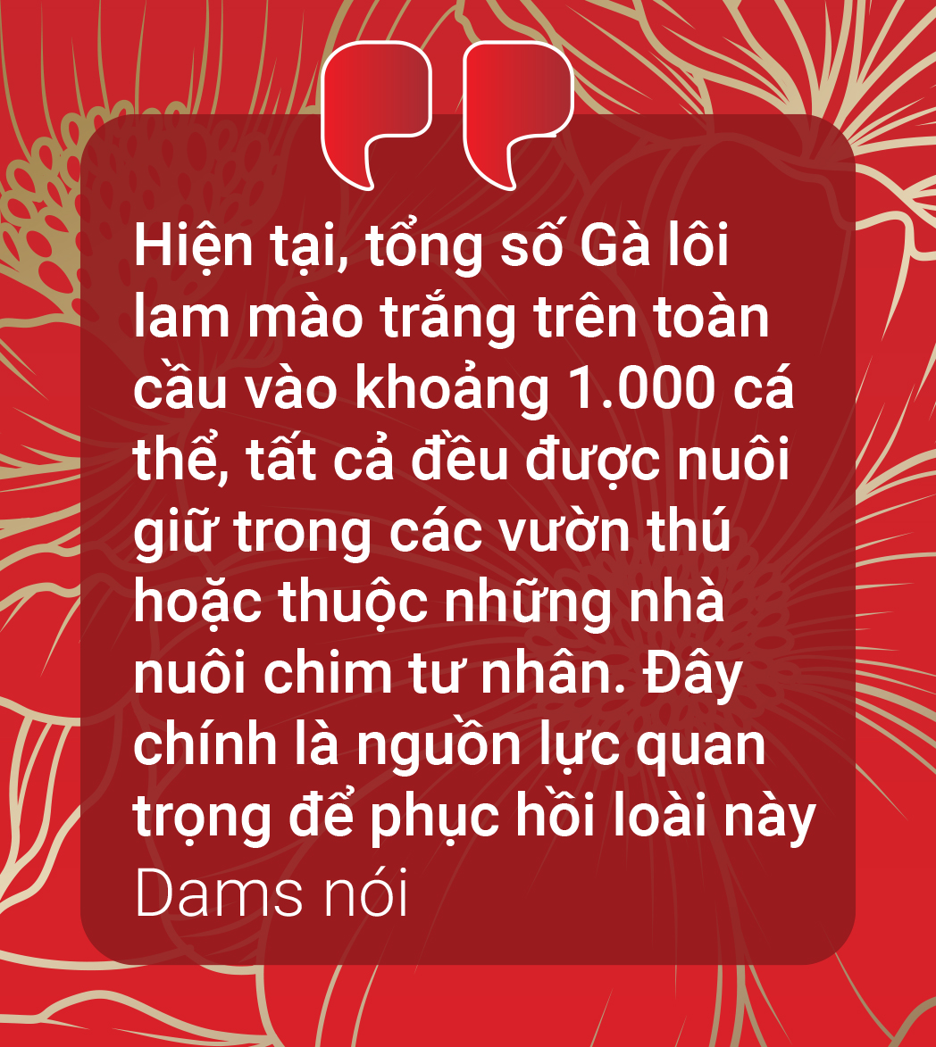 Từ Bỉ, gà lôi lam mào trắng Việt Nam hồi cố hương - Ảnh 6.