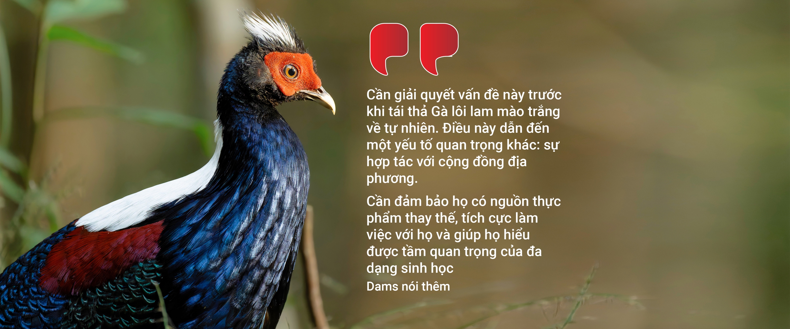 Từ Bỉ, Gà lôi lam mào trắng Việt Nam hồi cố hương - Ảnh 10. gà lôi lam mào trắng - Ảnh 10.