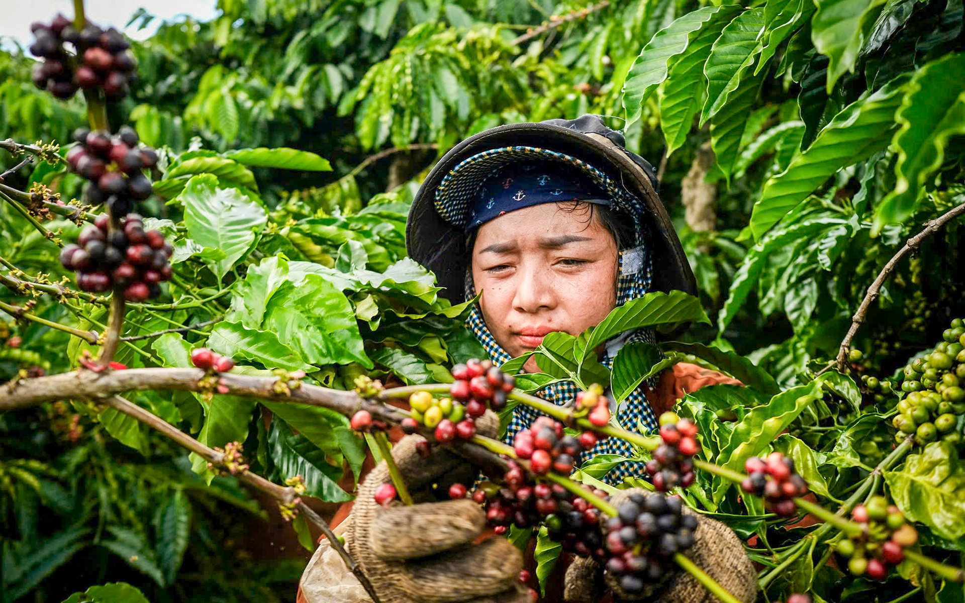 Thị trường cà phê trong nước phản ứng mạnh trước rào cản thuế quan mới của Mỹ - Ảnh 1. cà phê - Ảnh 1.