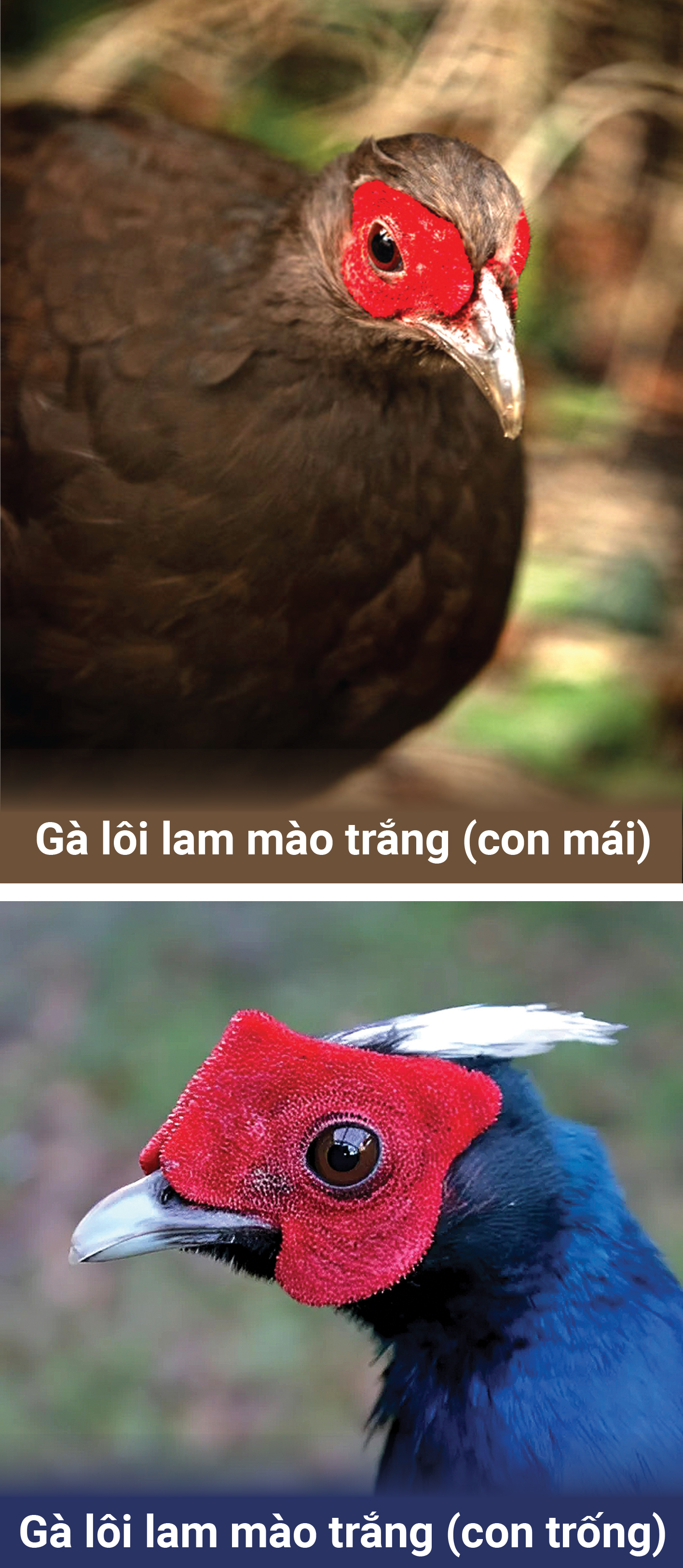 Từ Bỉ, gà lôi lam mào trắng Việt Nam hồi cố hương - Ảnh 5.