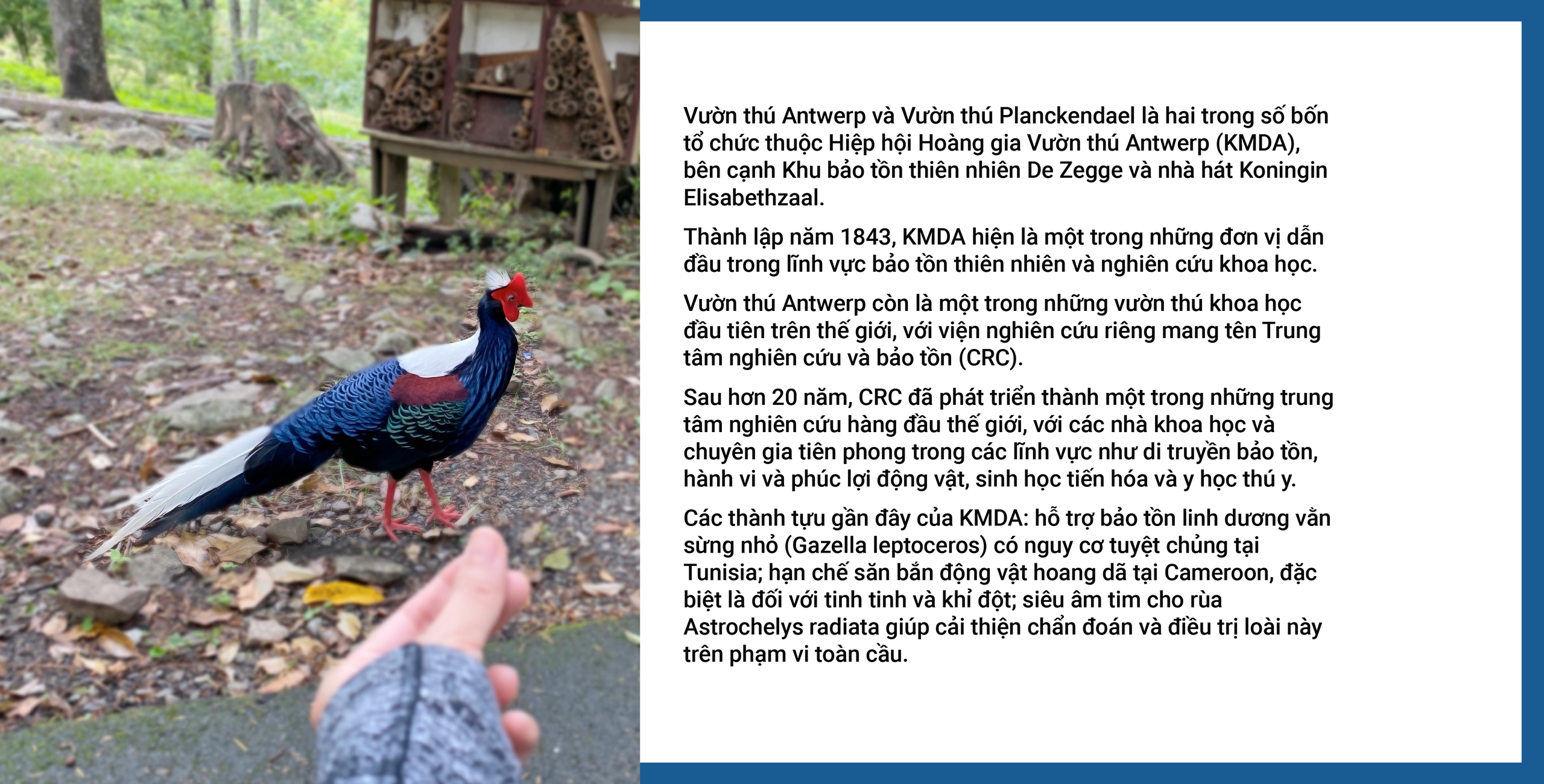 Từ Bỉ, Gà lôi lam mào trắng Việt Nam hồi cố hương - Ảnh 15. gà lôi lam mào trắng - Ảnh 15.