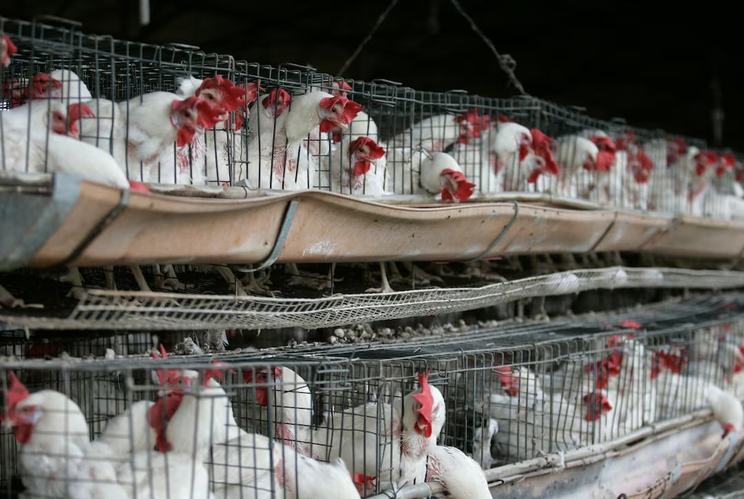 Brazil can no longer export poultry, meat to EU due to bird flu- Ảnh 2.