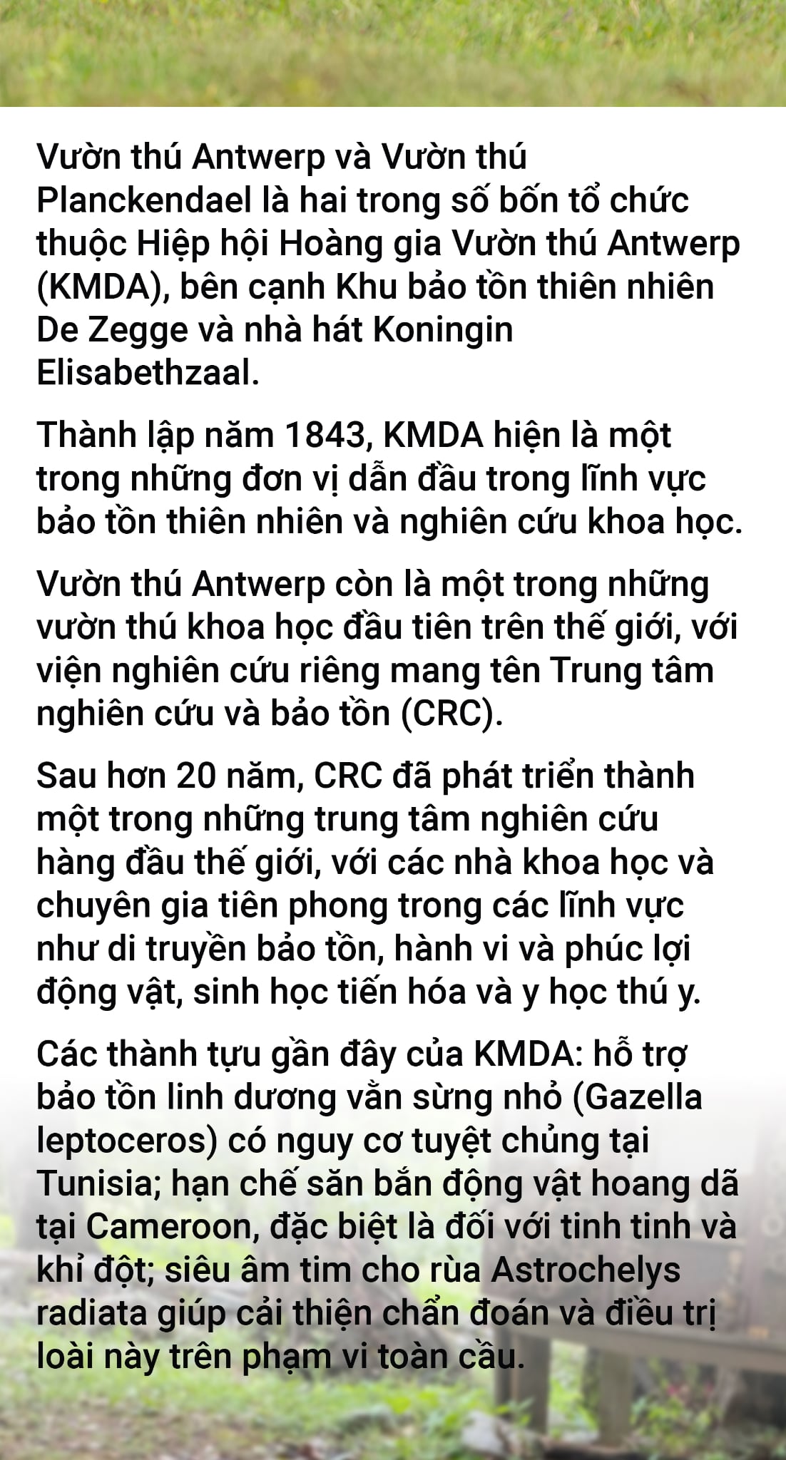 Từ Bỉ, gà lôi lam mào trắng Việt Nam hồi cố hương - Ảnh 15.
