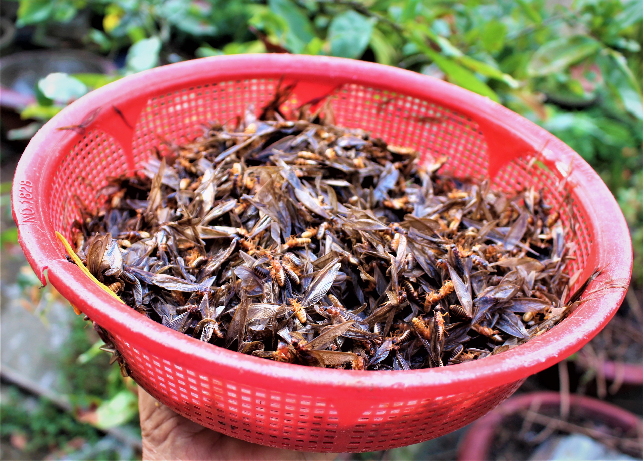 mối - Ảnh 4.