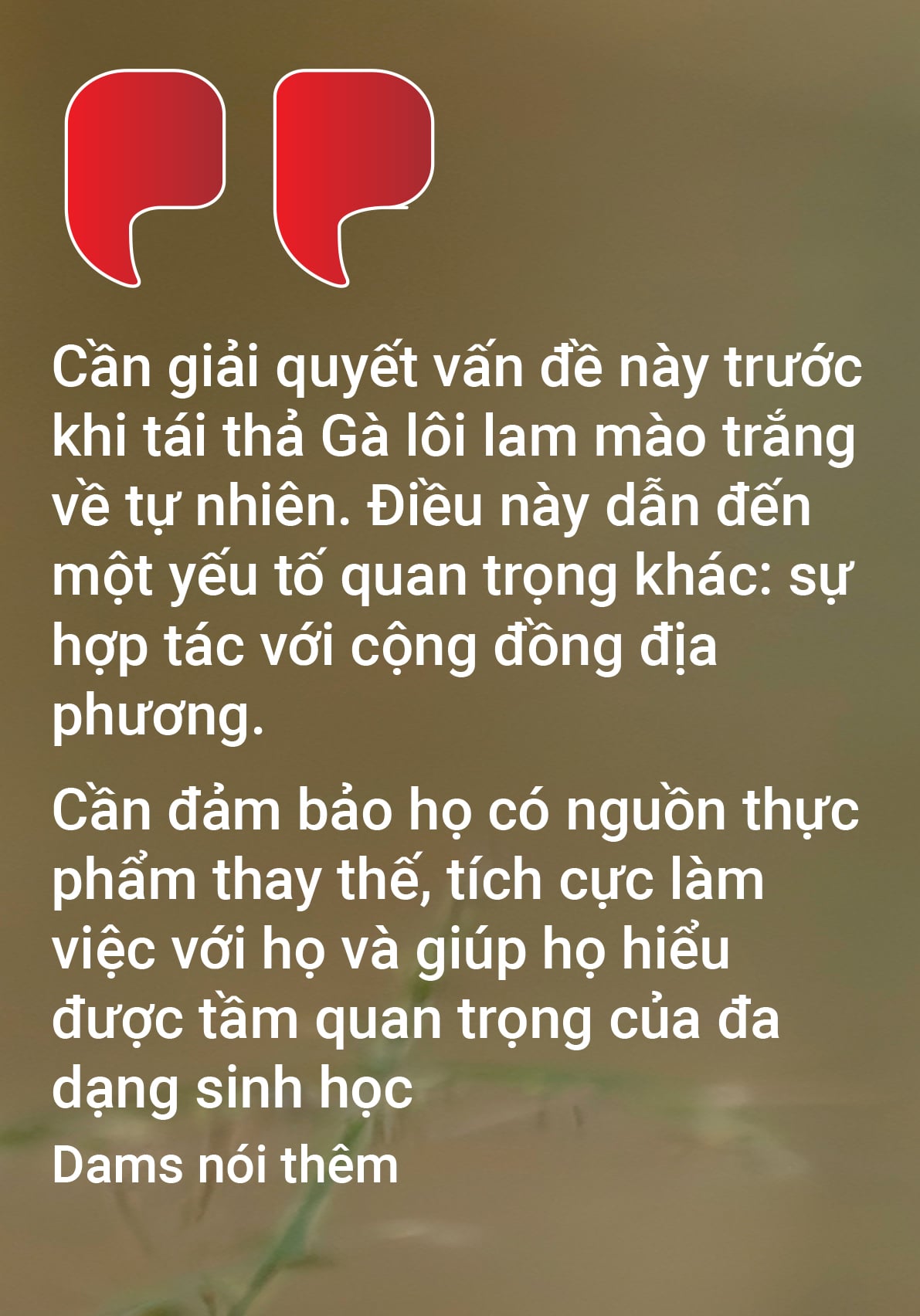 Từ Bỉ, gà lôi lam mào trắng Việt Nam hồi cố hương - Ảnh 10.