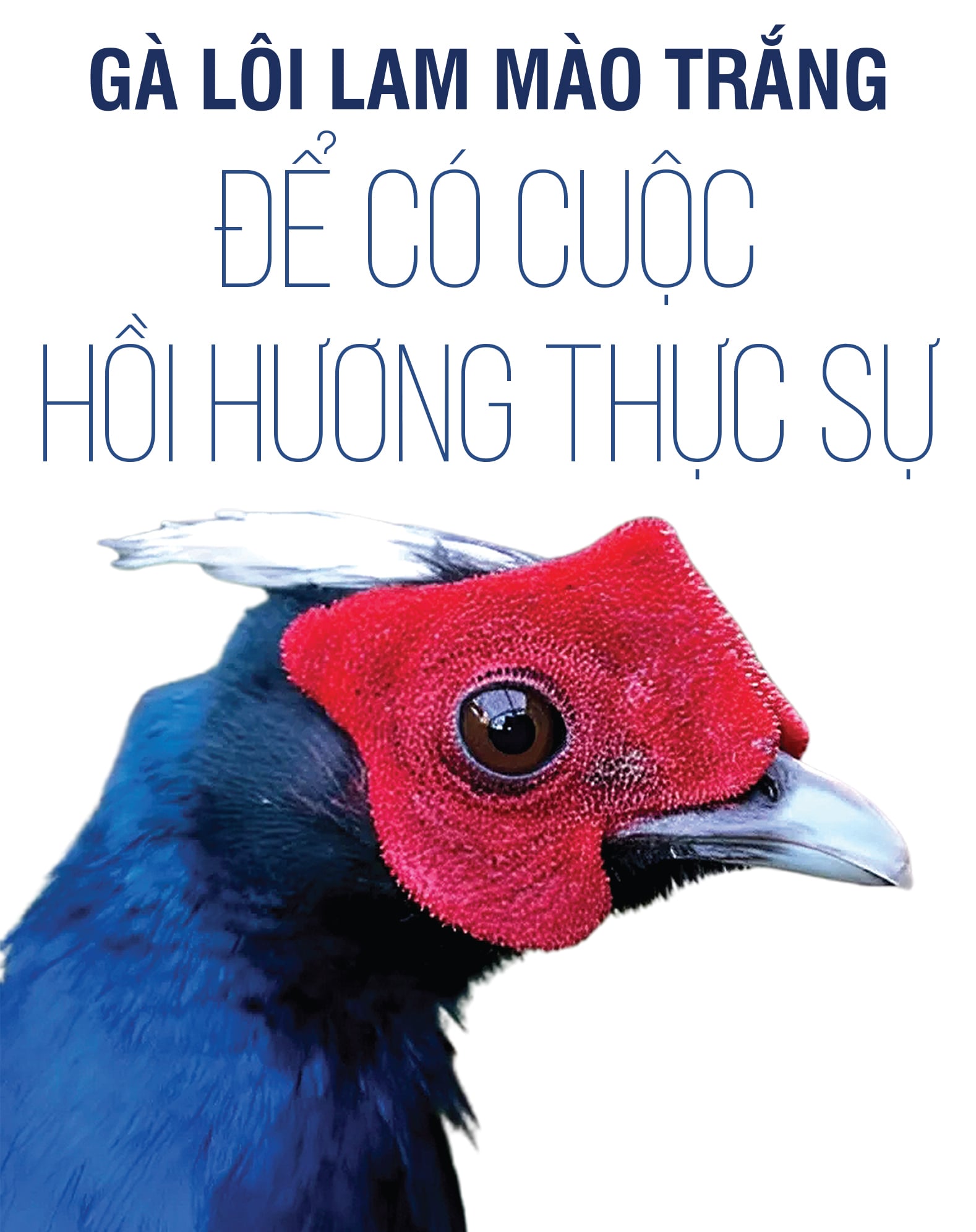 Từ Bỉ, gà lôi lam mào trắng Việt Nam hồi cố hương - Ảnh 16.