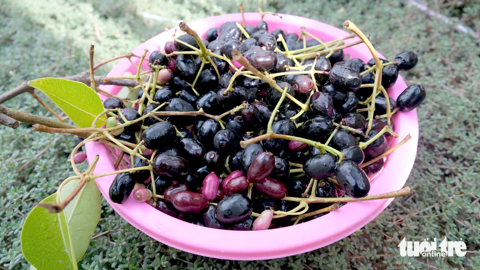 mùa trâm chín - Ảnh 1.