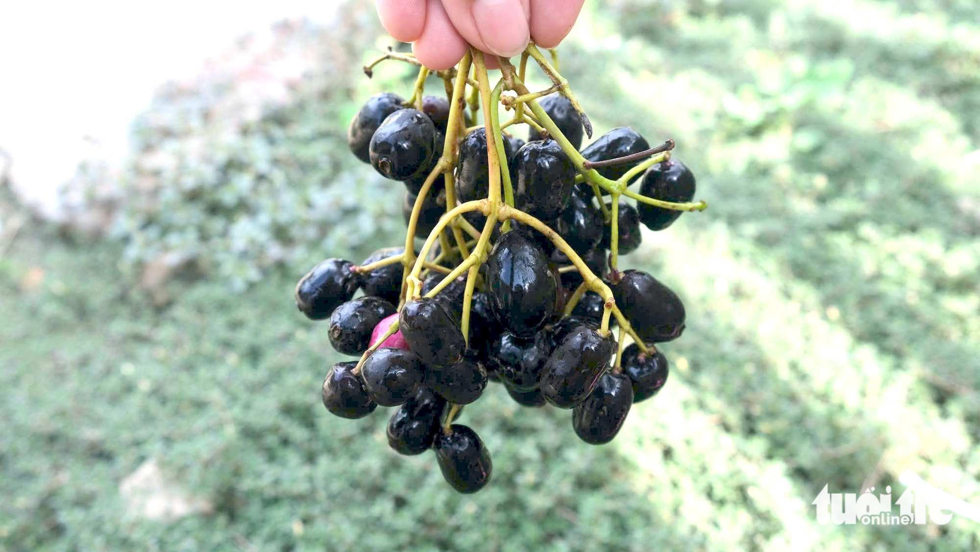 mùa trâm chín - Ảnh 3.