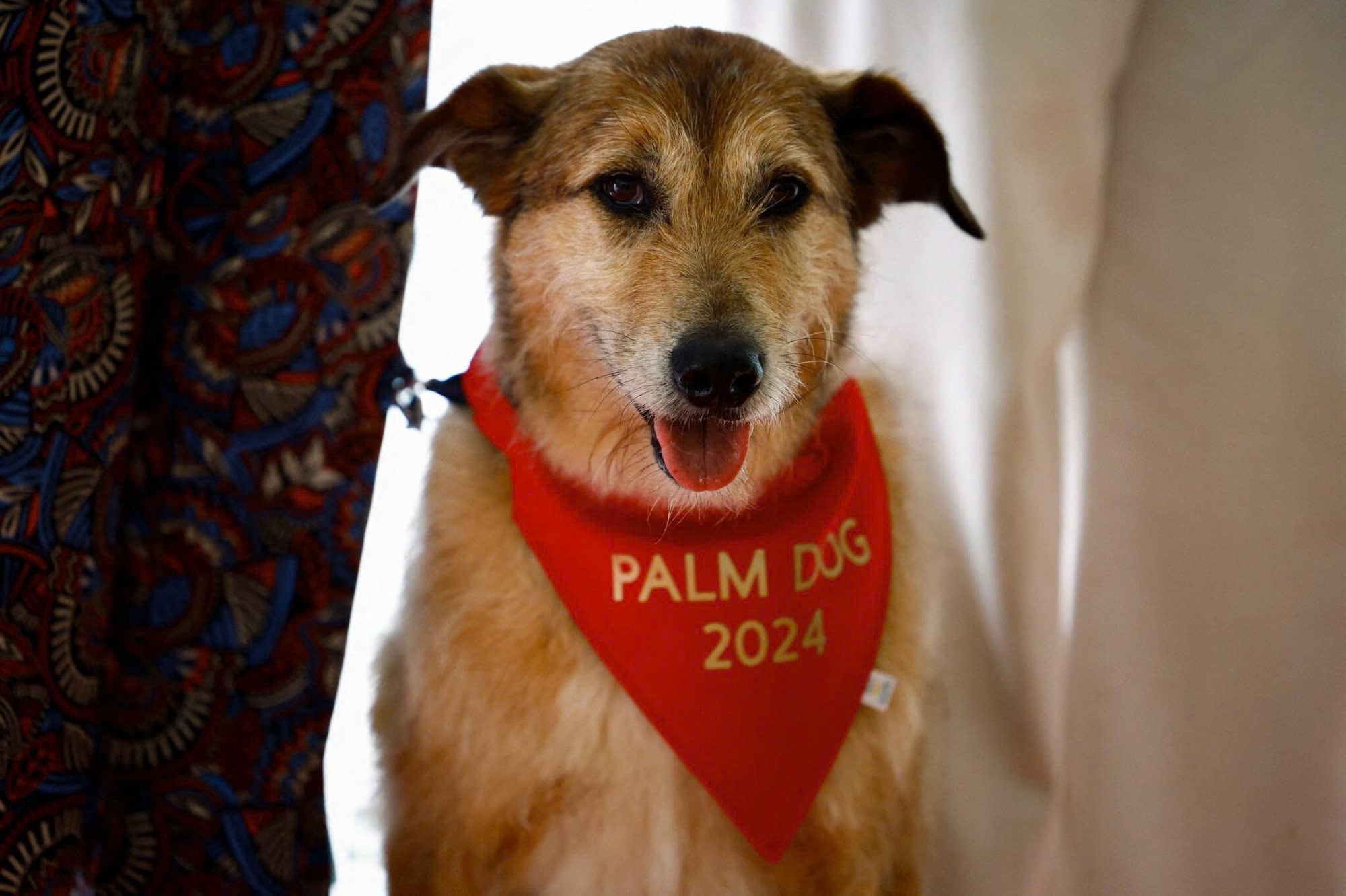 Giải Palm Dog kỷ niệm 25 năm tôn vinh các diễn viên bốn chân trên màn ảnh tại Cannes - Ảnh 2. Palm Dog - Ảnh 2.