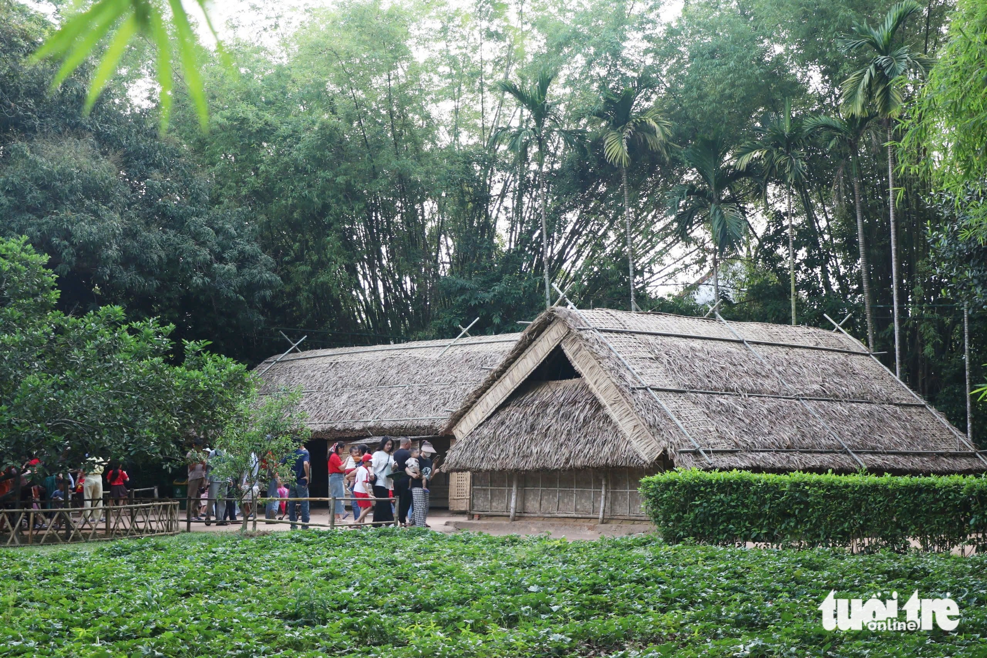 quê bác - Ảnh 4.