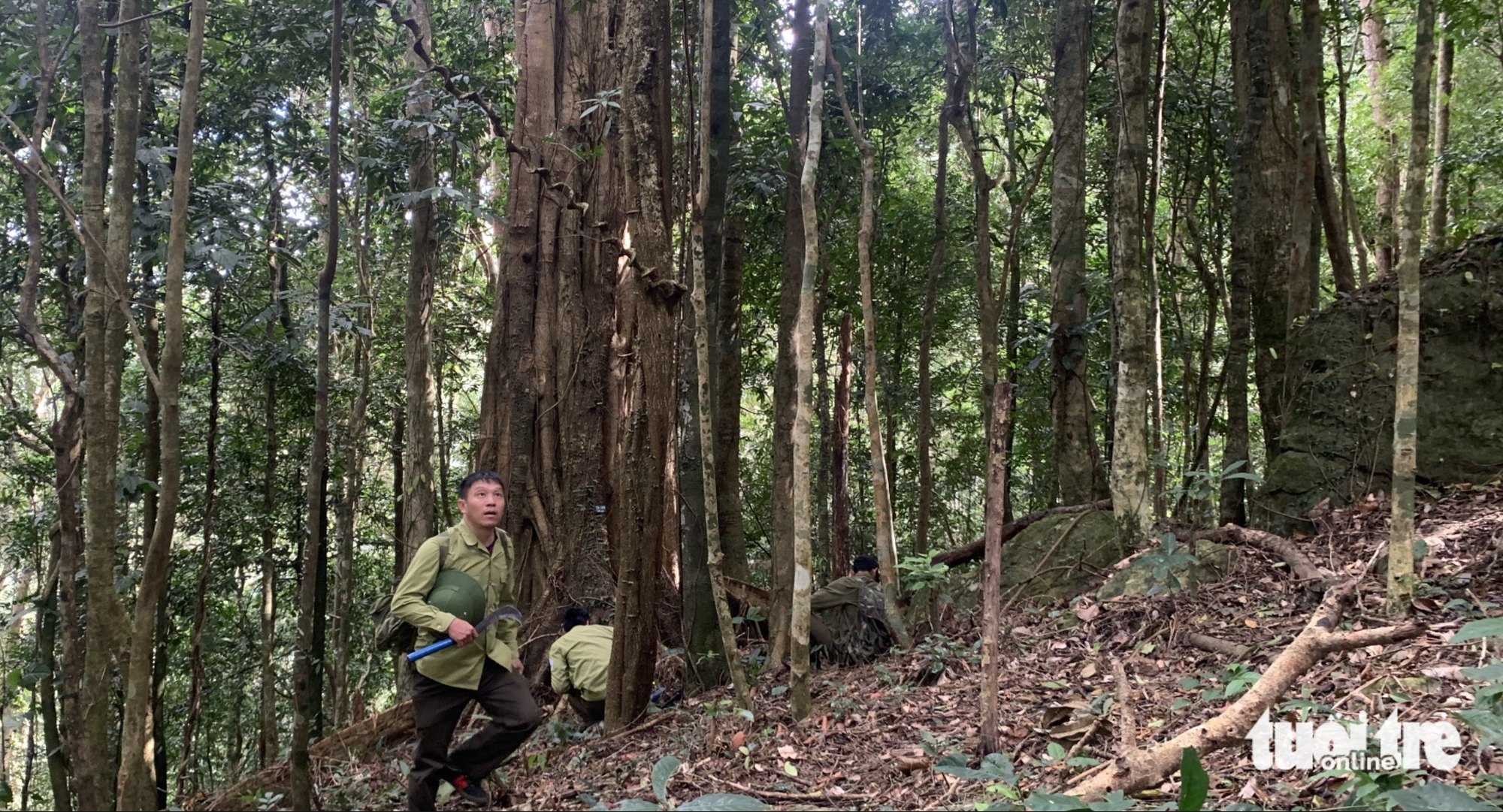 Ngỡ ngàng phát hiện rừng chè cổ hàng trăm tuổi trên đỉnh Tà Đùng - Ảnh 4.