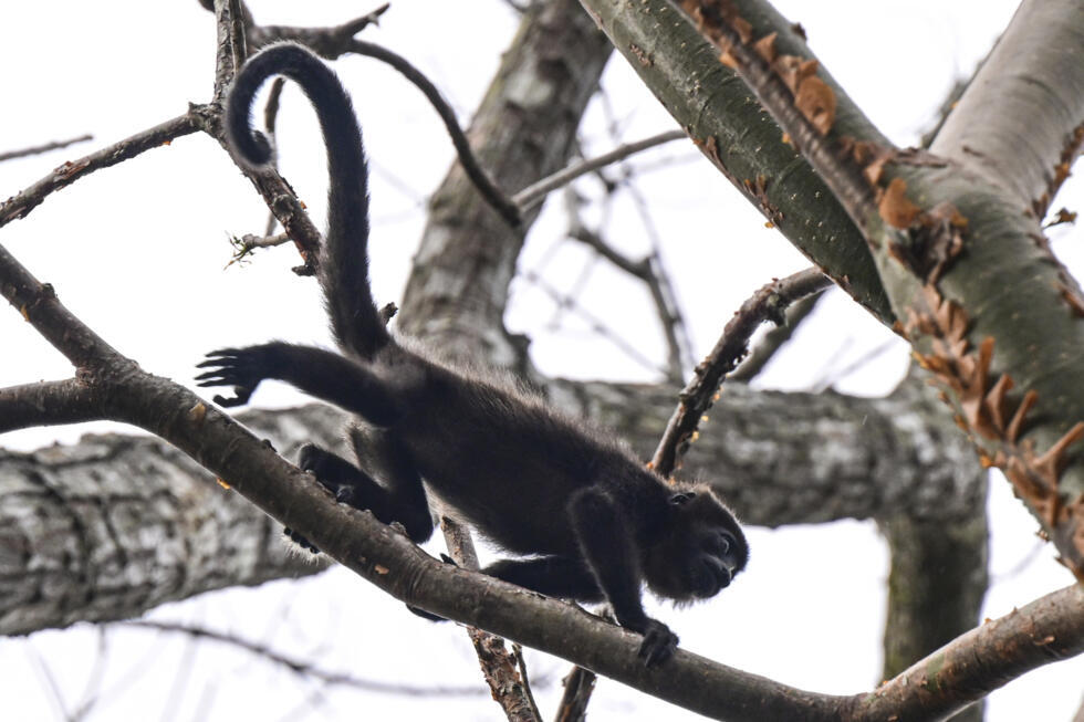 Monkeys kidnap babies of another species in weird 'fad'- Ảnh 4. Monkeys kidnap babies of another species in weird 'fad'- Ảnh 4.