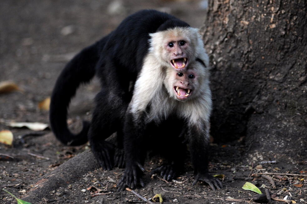Monkeys kidnap babies of another species in weird 'fad'- Ảnh 3. Monkeys kidnap babies of another species in weird 'fad'- Ảnh 3.