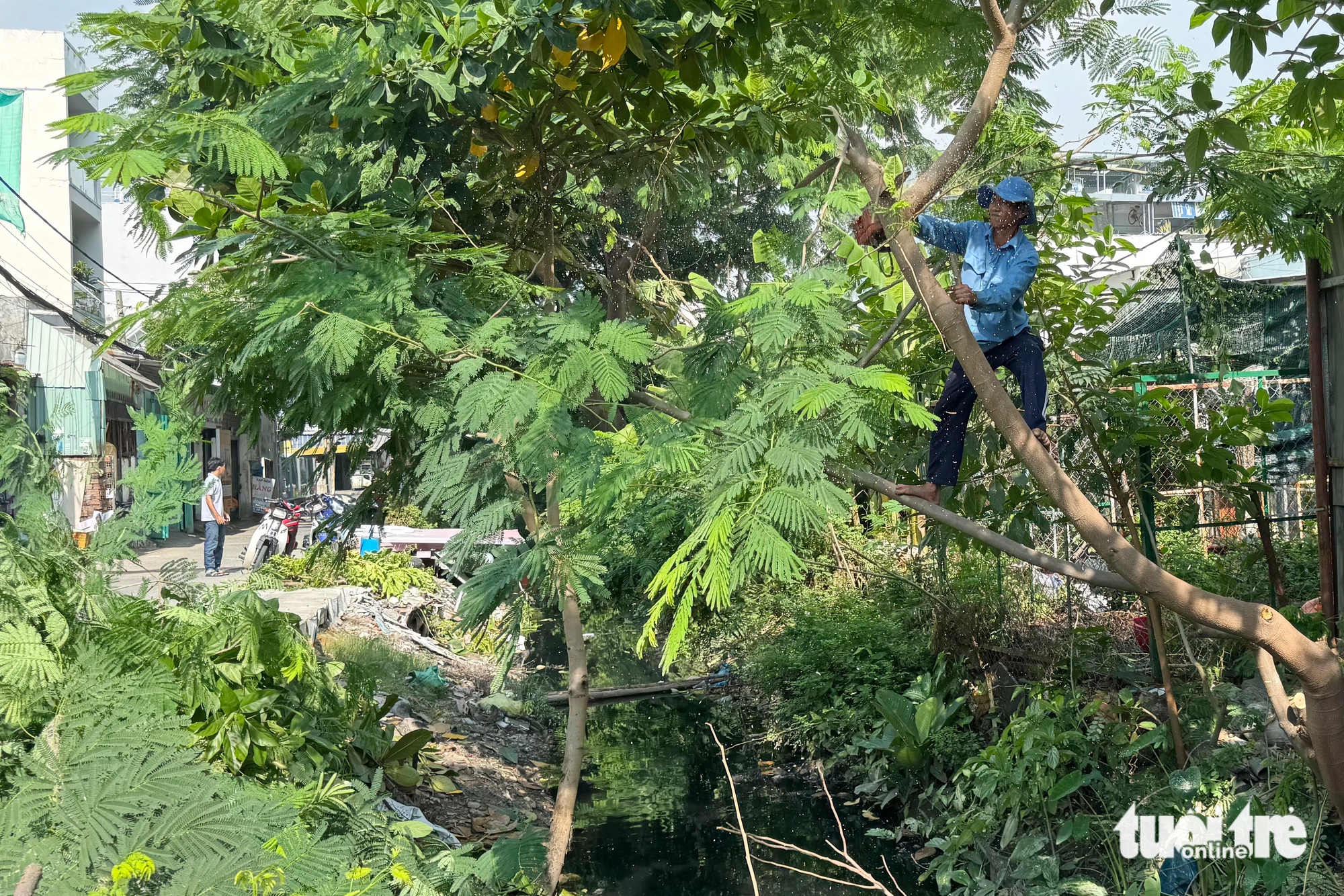 kênh Hy Vọng - Ảnh 1.
