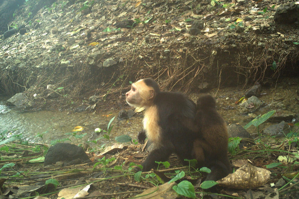 Monkeys kidnap babies of another species in weird 'fad'- Ảnh 1. Monkeys kidnap babies of another species in weird 'fad'- Ảnh 1.