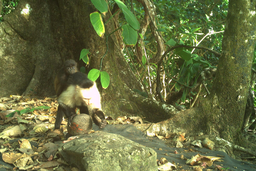 Monkeys kidnap babies of another species in weird 'fad'- Ảnh 2. Monkeys kidnap babies of another species in weird 'fad'- Ảnh 2.