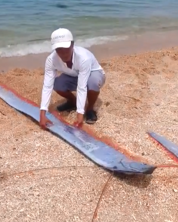 Rare oarfish washes ashore in Vietnam’s Vinh Hy Bay, buried by locals- Ảnh 1. Rare oarfish washes ashore in Vietnam’s Vinh Hy Bay, buried by locals- Ảnh 1.