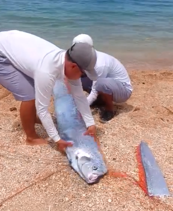 Rare oarfish washes ashore in Vietnam’s Vinh Hy Bay, buried by locals- Ảnh 2. Rare oarfish washes ashore in Vietnam’s Vinh Hy Bay, buried by locals- Ảnh 2.