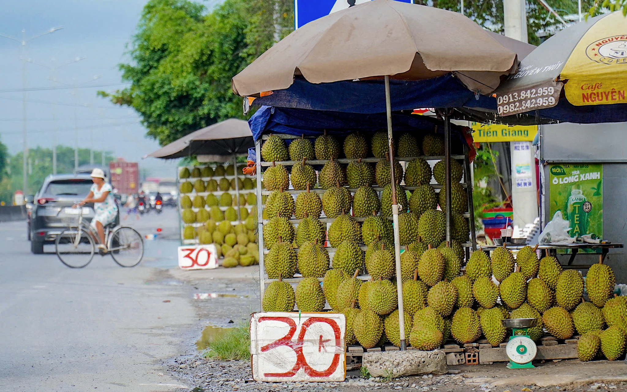 sầu riêng - Ảnh 1.