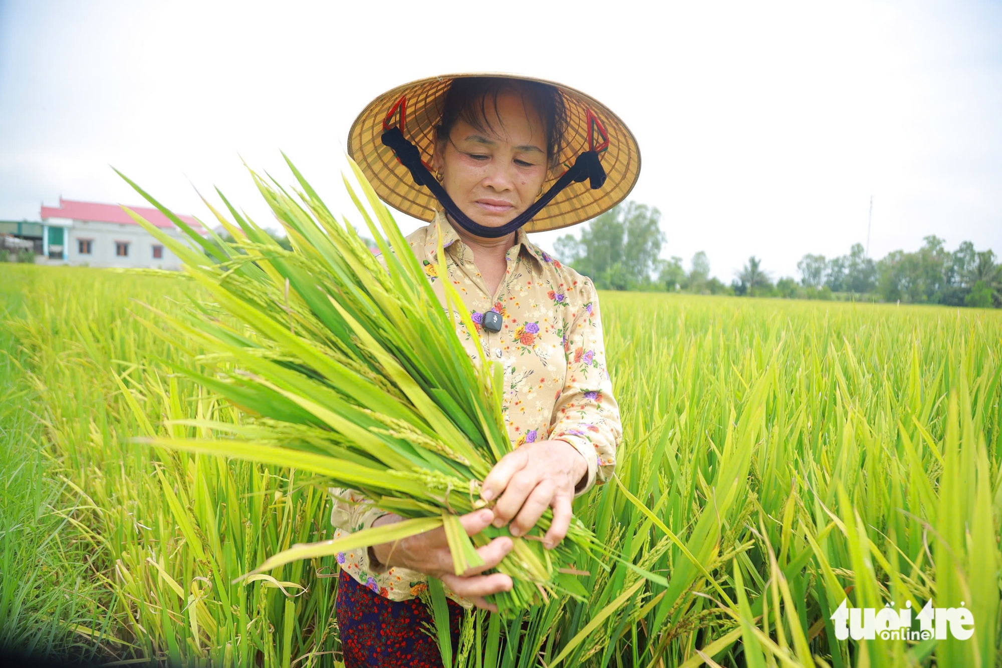 Hàng ngàn héc ta lúa ở Nghệ An lép hạt: 10 giống lúa ngoài cơ cấu - Ảnh 1.