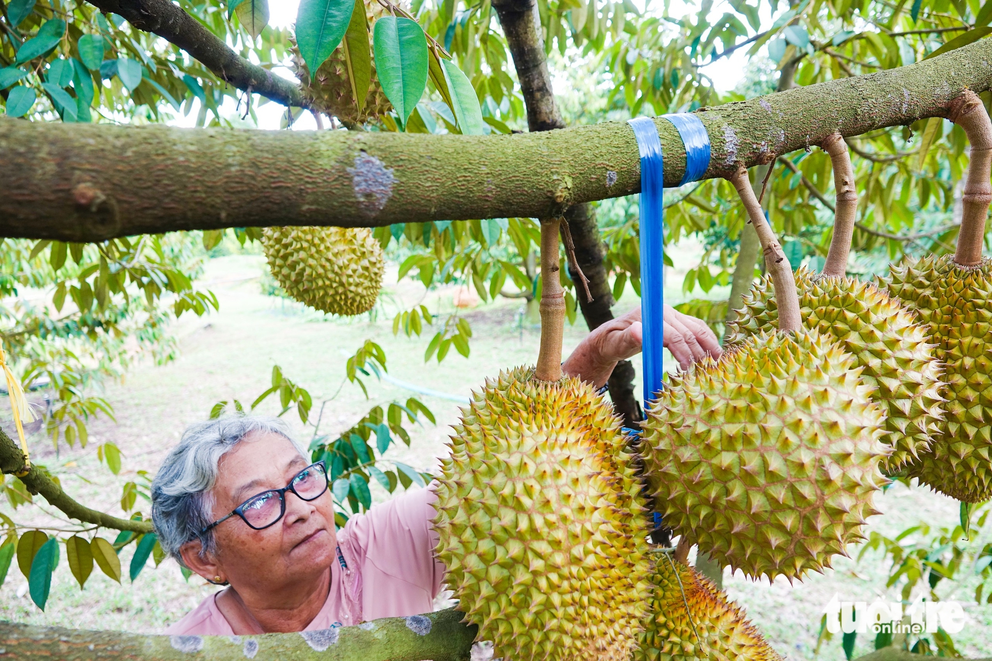 sầu riêng - Ảnh 1.