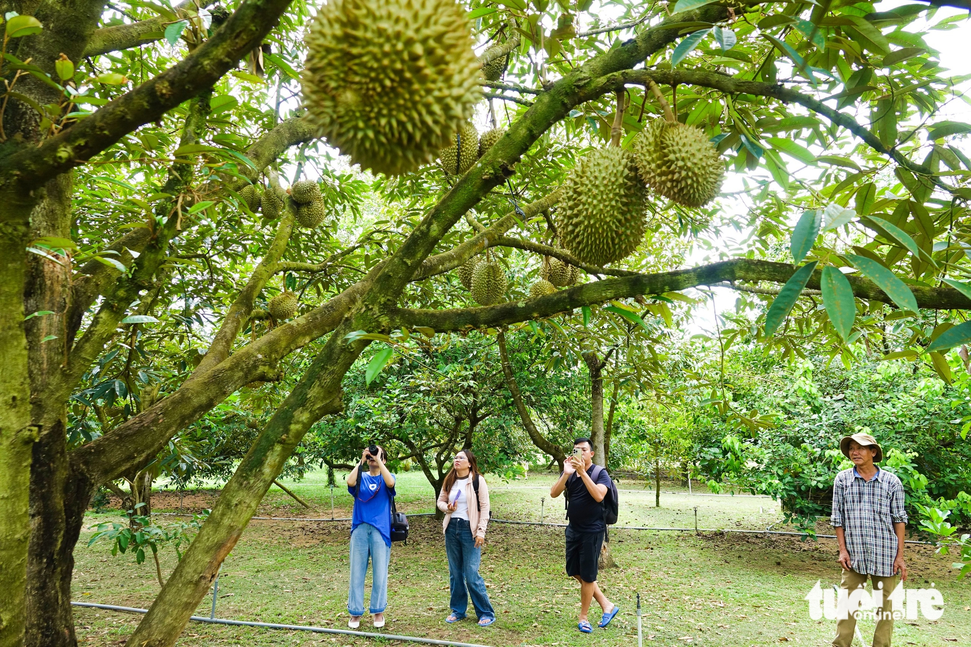 sầu riêng - Ảnh 2.