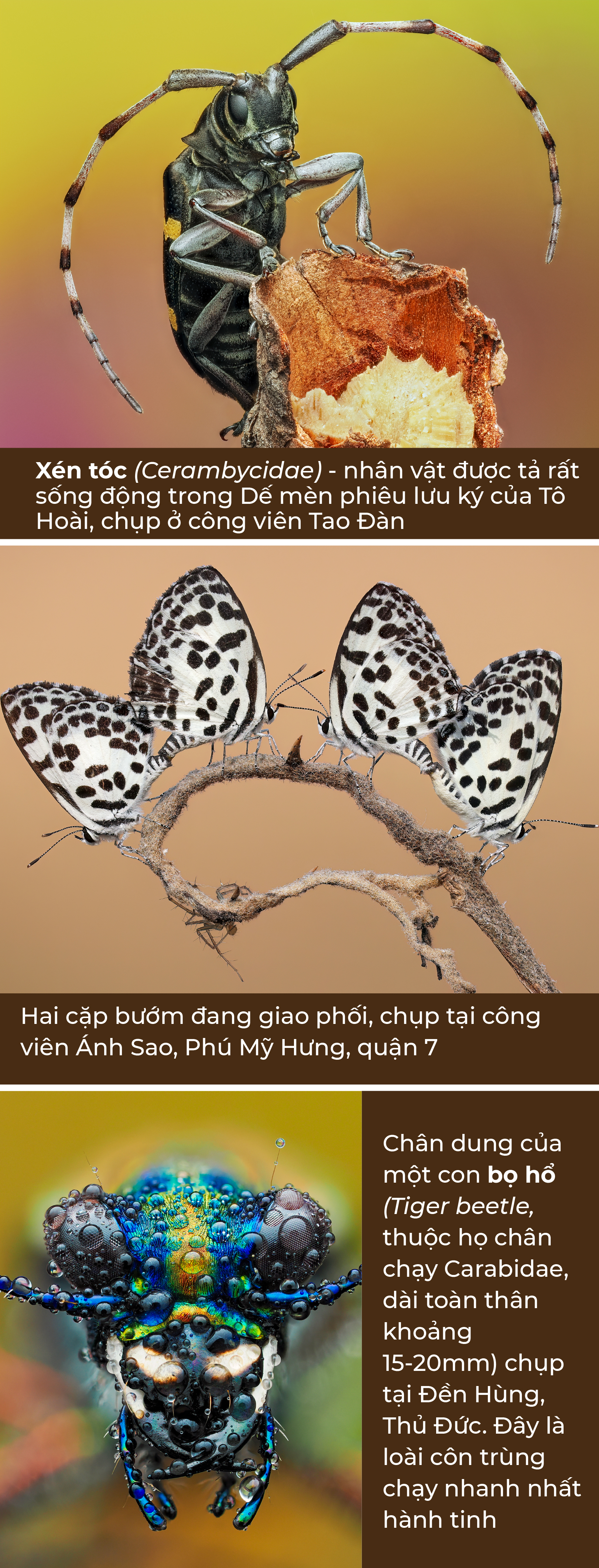 Thế giới tự nhiên hoang dã giữa Sài Gòn - Ảnh 1.