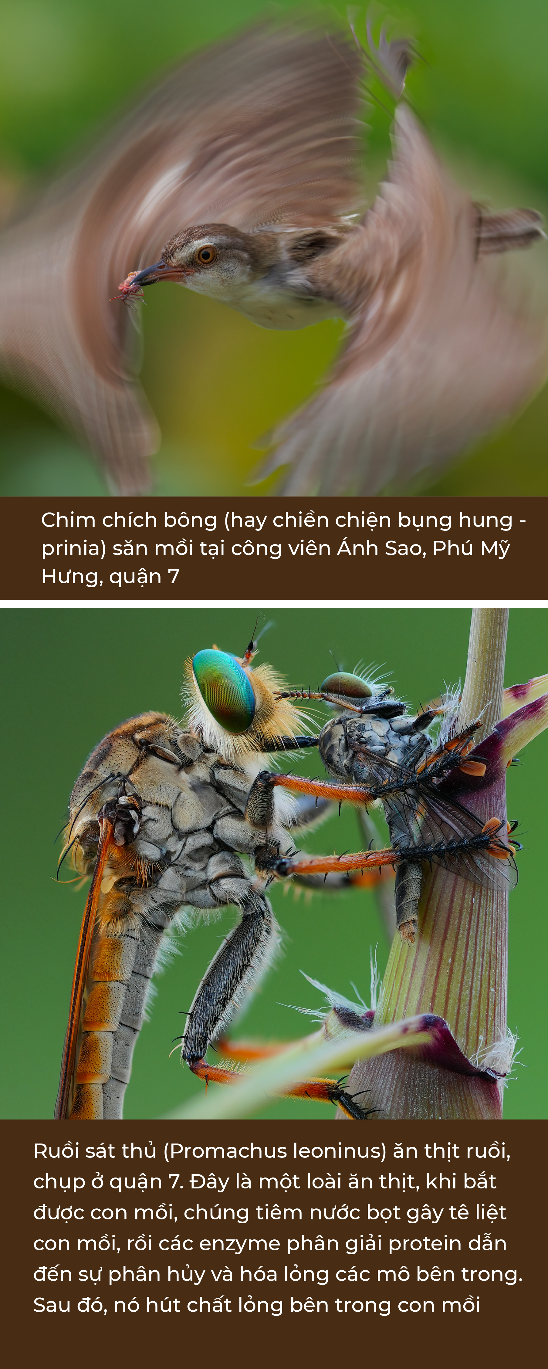 Thế giới tự nhiên hoang dã giữa Sài Gòn - Ảnh 3.