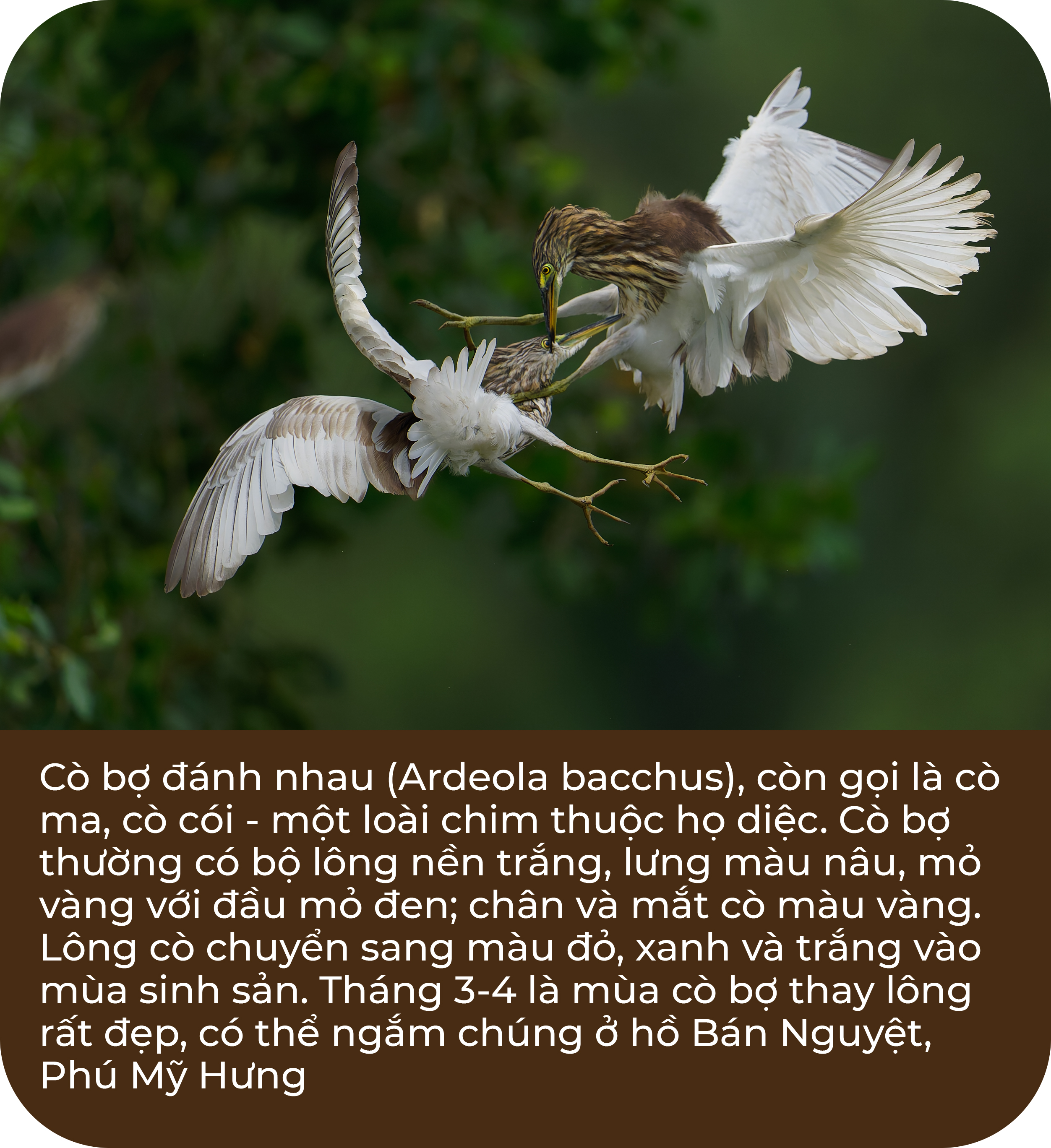 Thế giới tự nhiên hoang dã giữa Sài Gòn - Ảnh 2.