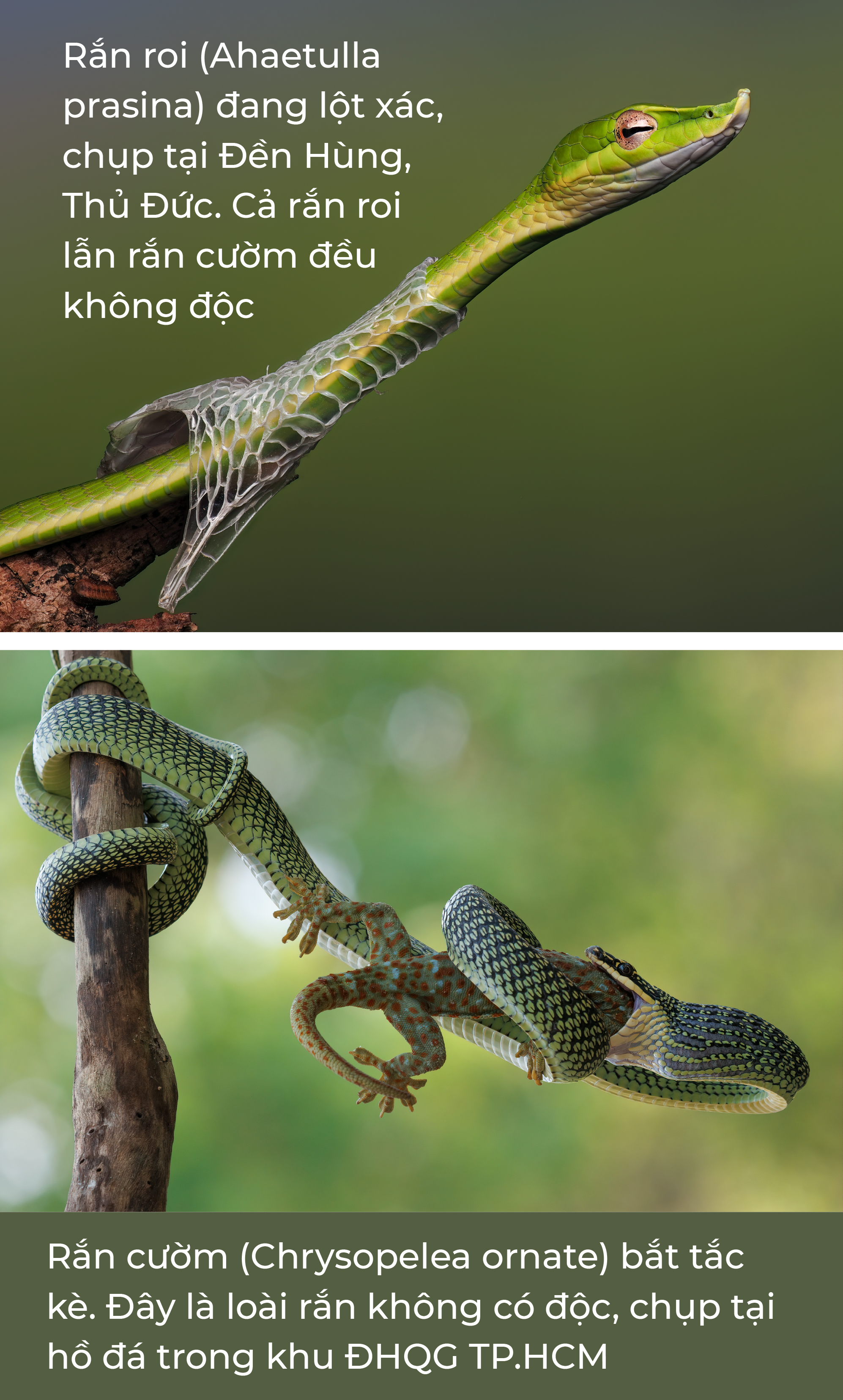 Thế giới tự nhiên hoang dã giữa Sài Gòn - Ảnh 5.