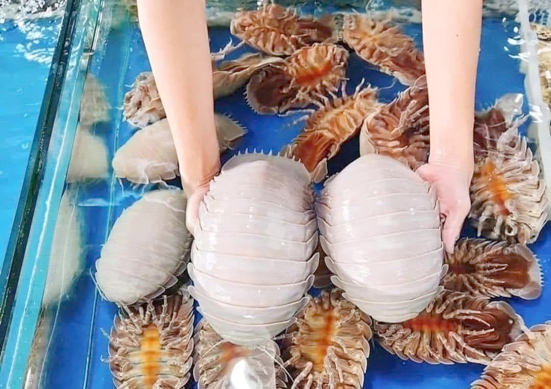 bọ biển - Ảnh 2.