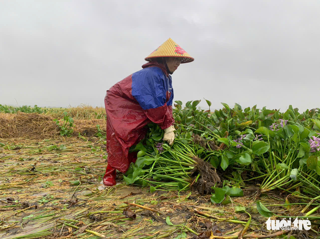 bèo tây - Ảnh 3.