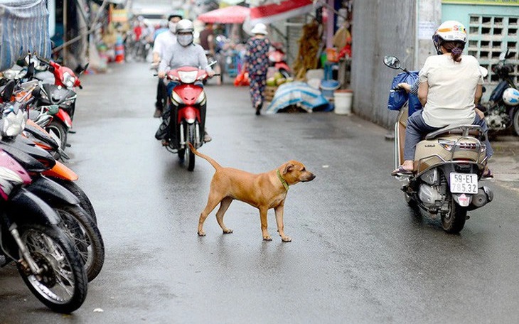 Vietnamese teen diagnosed with rabies 6 months after dog bite- Ảnh 1.