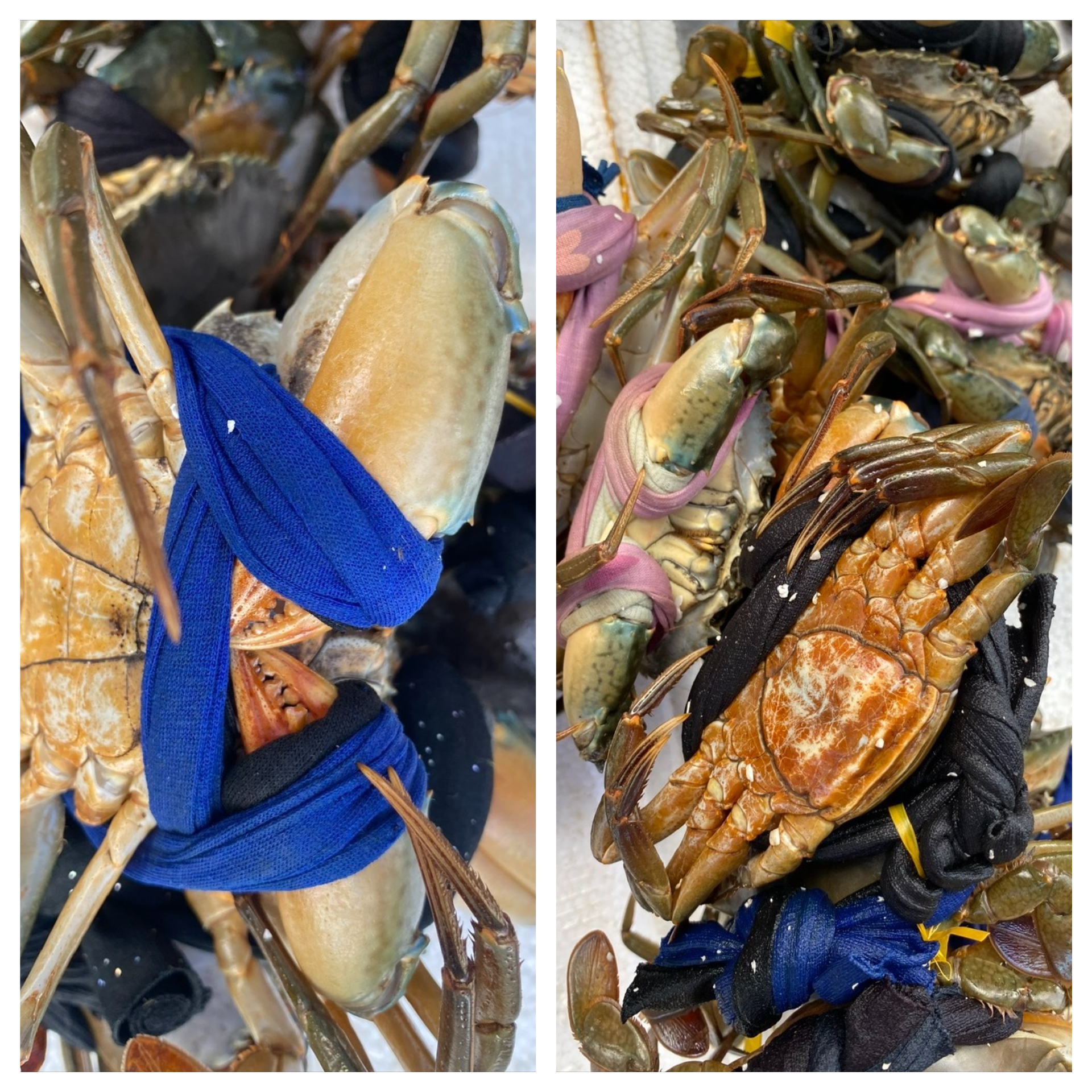 Thật giả cua Cà Mau được bày bán nhiều nơi ở miền Tây với giá 50.000 đồng 3 con - Ảnh 2.