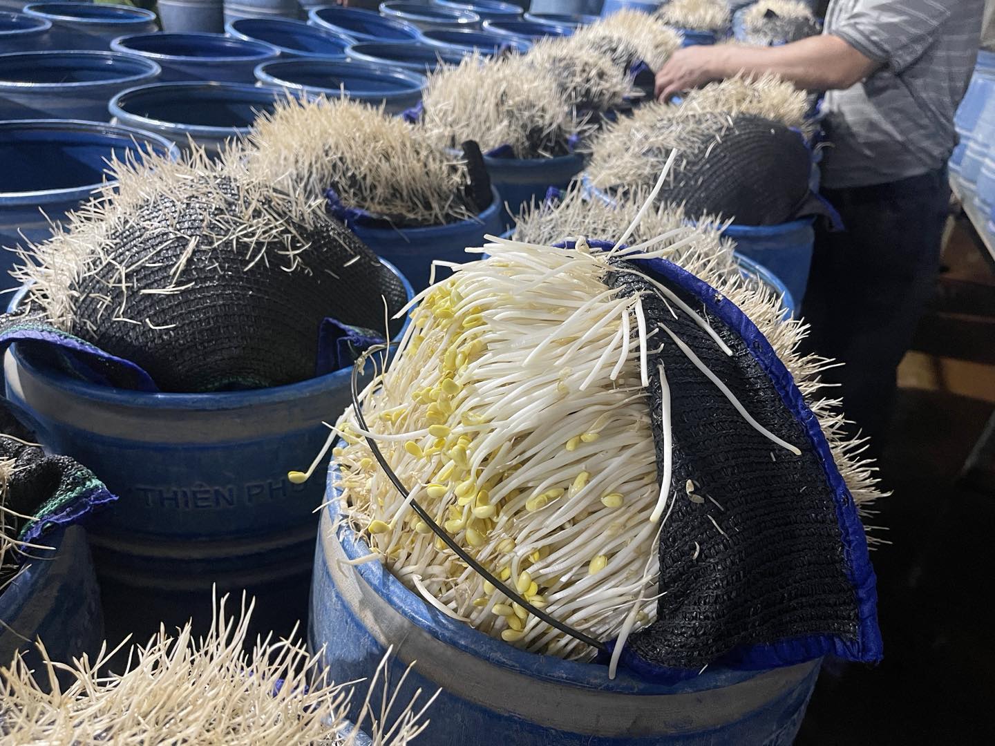 giá đỗ - Ảnh 7.