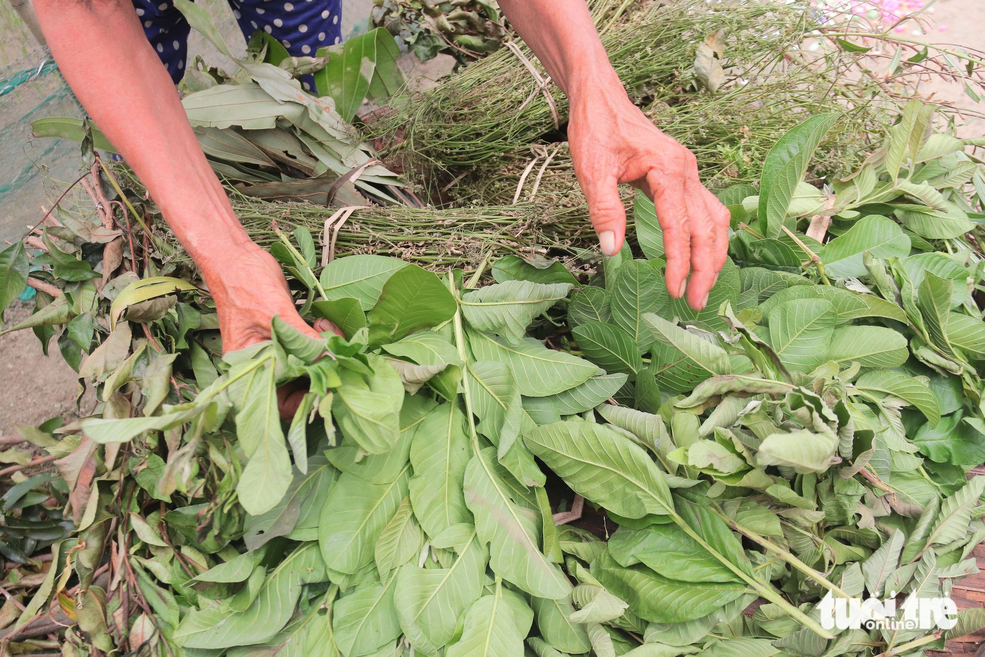 Tết Đoan ngọ: Tục vào rừng giữa trưa hái lá uống mùng 5 - Ảnh 2.