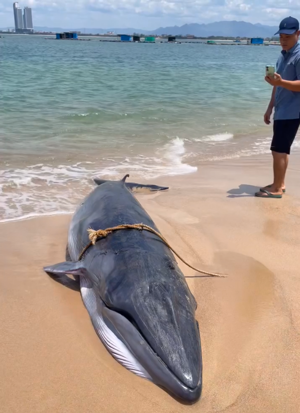 Beached whale dies off south-central Vietnam coast - Ảnh 1. Beached whale dies off south-central Vietnam coast - Ảnh 1.