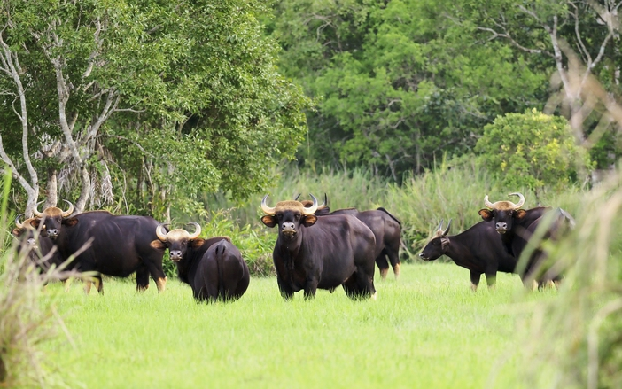 2 wild gaurs found dead in protected forest in southern Vietnam- Ảnh 2.