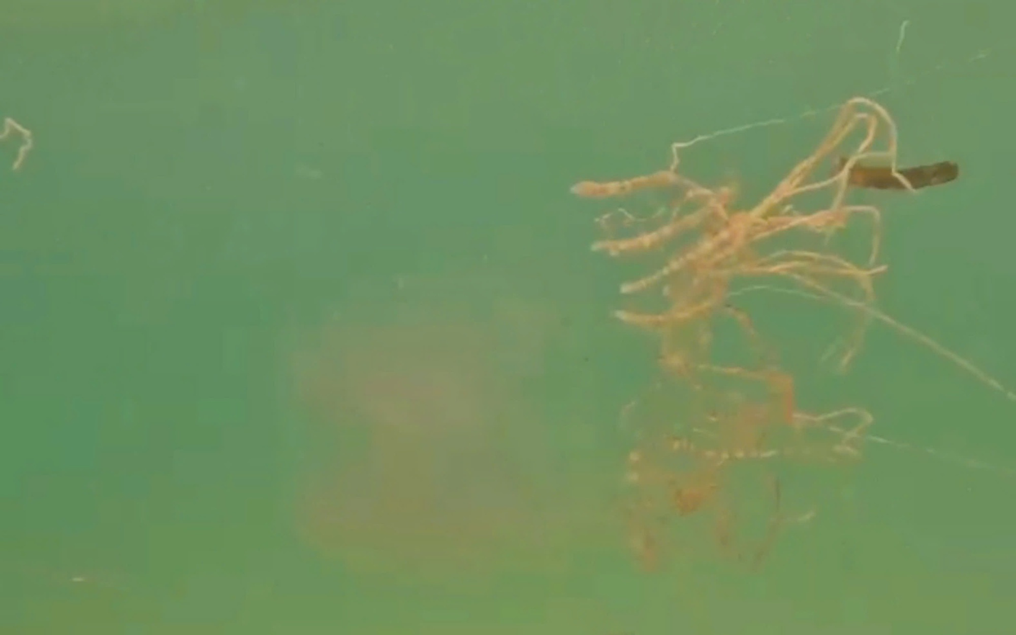 Vietnam issues alert over summer fire jellyfish threat - Ảnh 1.
