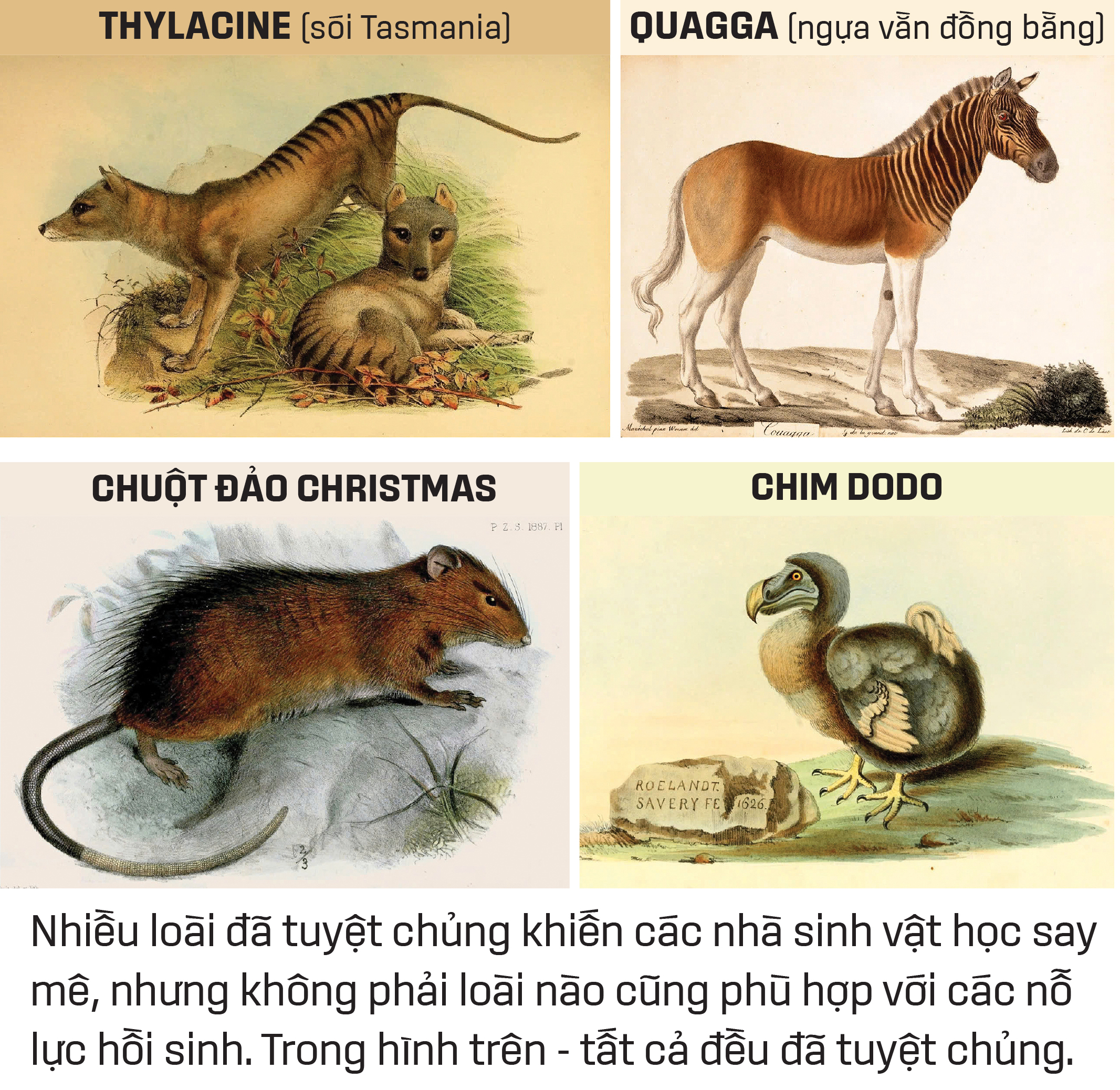Hồi sinh động vật tuyệt chủng:  Ảo mộng và triển vọng - Ảnh 7.