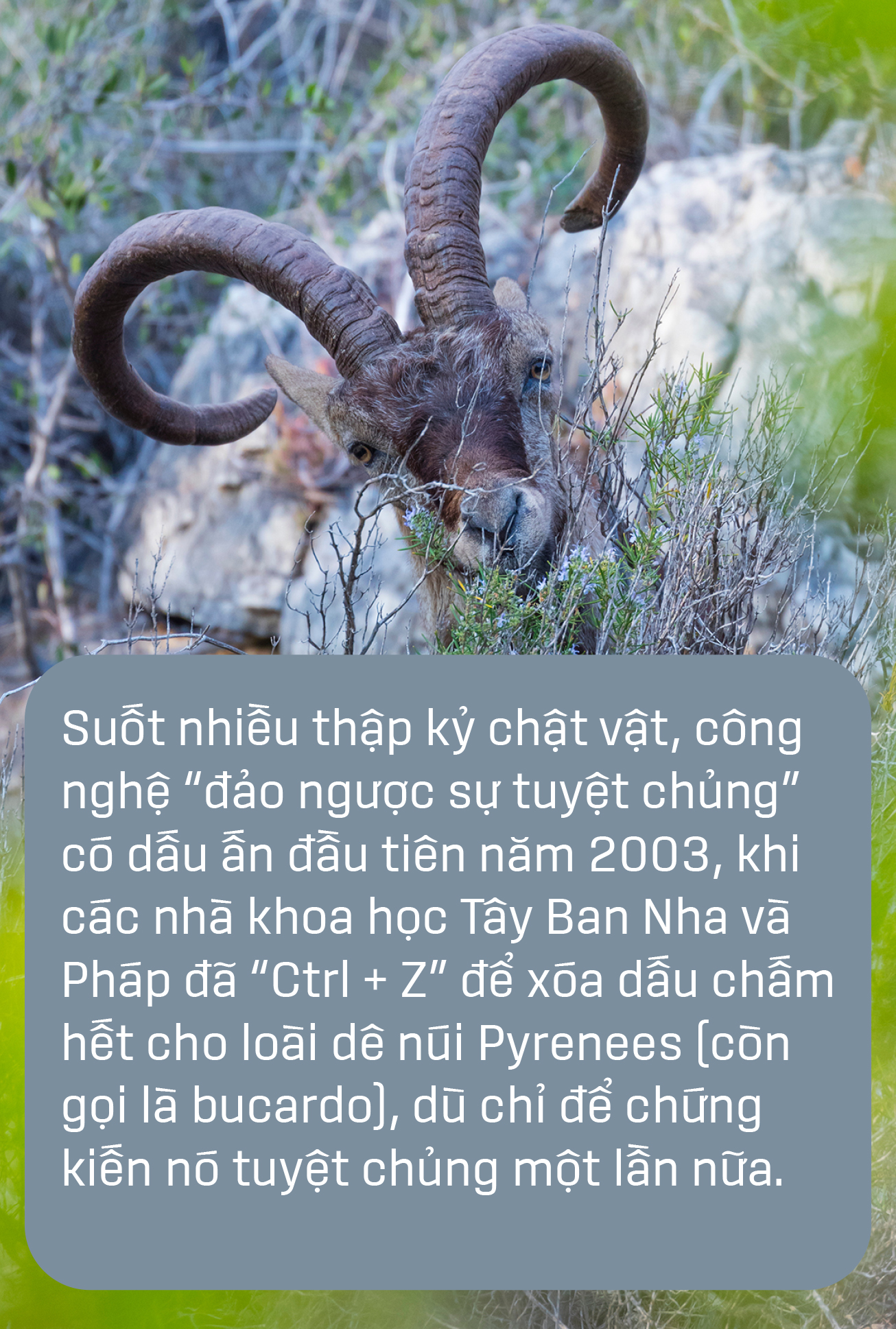 Hồi sinh động vật tuyệt chủng:  Ảo mộng và triển vọng - Ảnh 3.