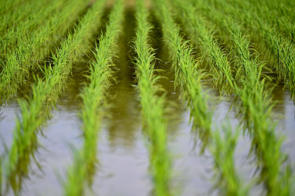 Rice prices Japan's hot political issue, on and off the farm- Ảnh 6. Rice prices Japan's hot political issue, on and off the farm- Ảnh 6.