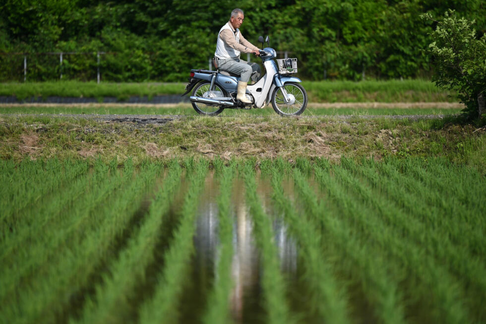 Rice prices Japan's hot political issue, on and off the farm- Ảnh 3. Rice prices Japan's hot political issue, on and off the farm- Ảnh 3.